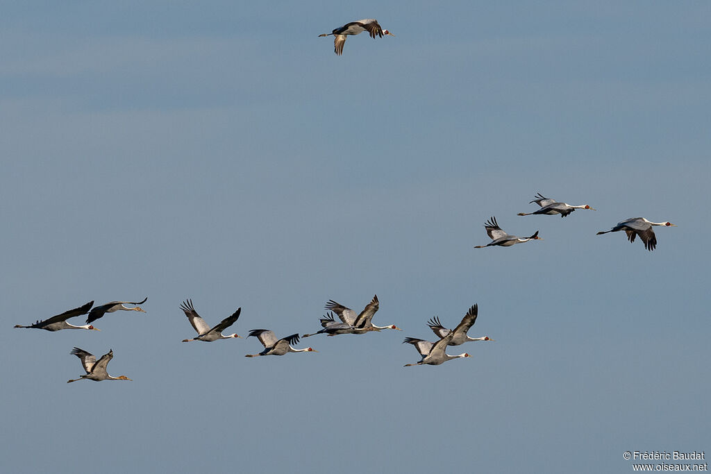 White-naped Crane, Flight