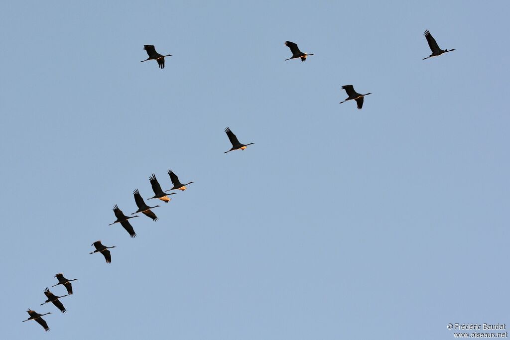 Grue cendrée, Vol
