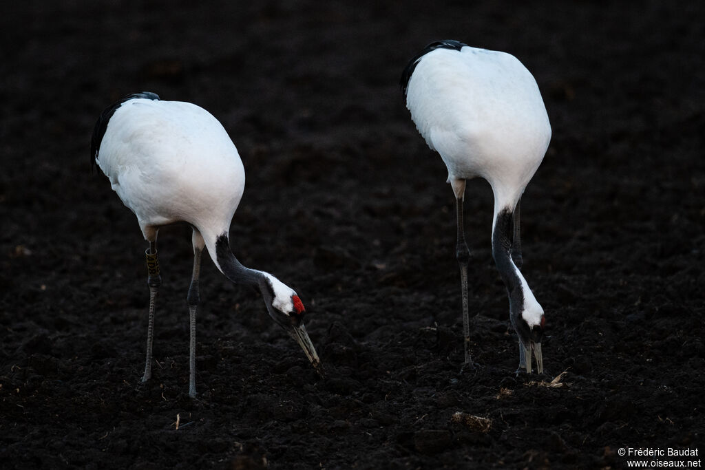 Red-crowned Craneadult, eats