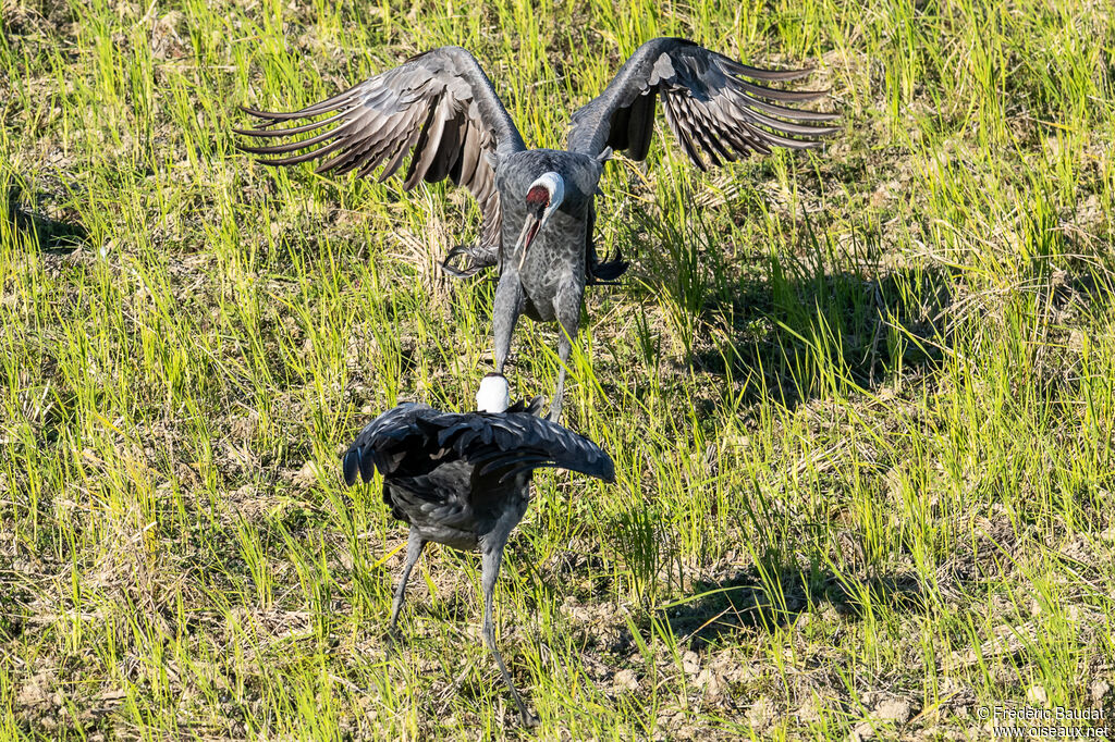 Grue moineadulte, Comportement
