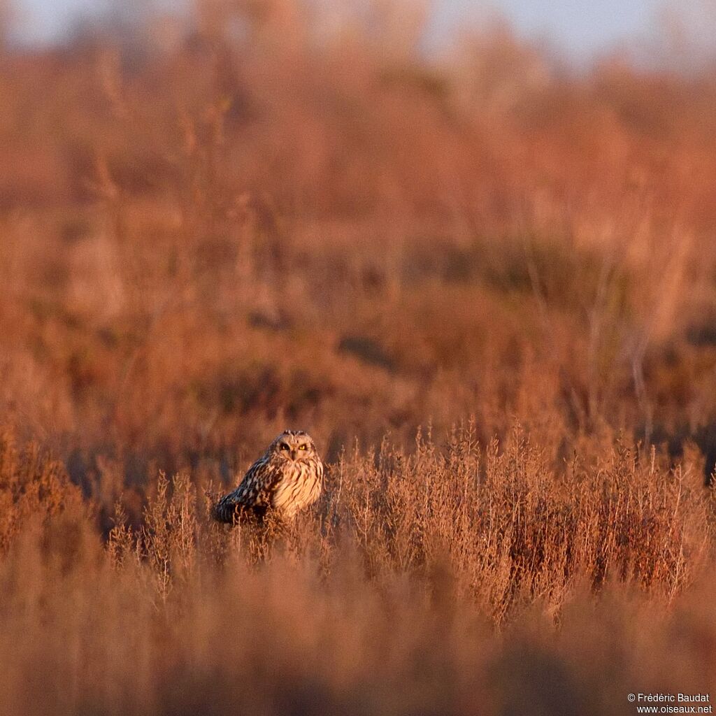 Short-eared Owl
