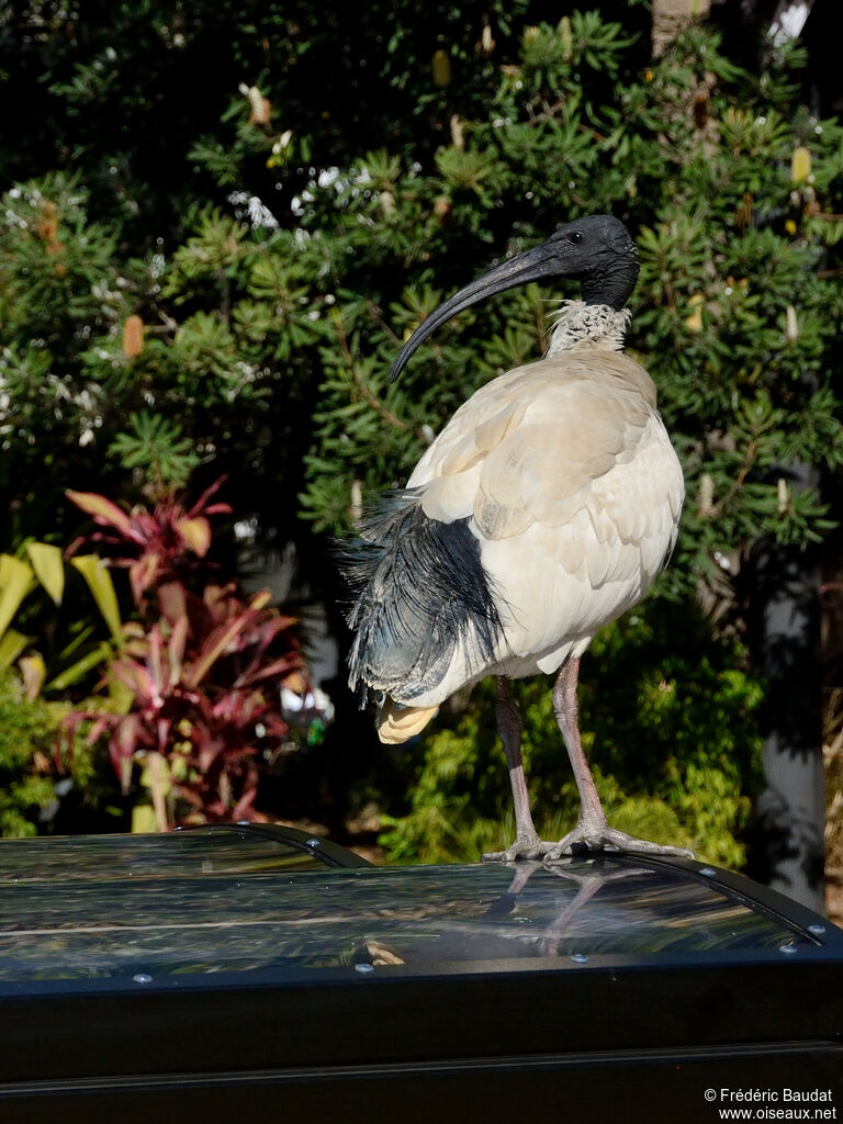 Ibis à cou noiradulte