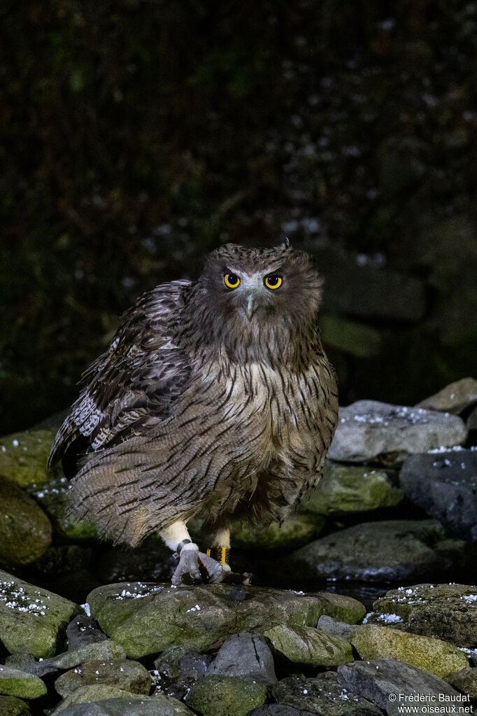 Blakiston's Fish Owl