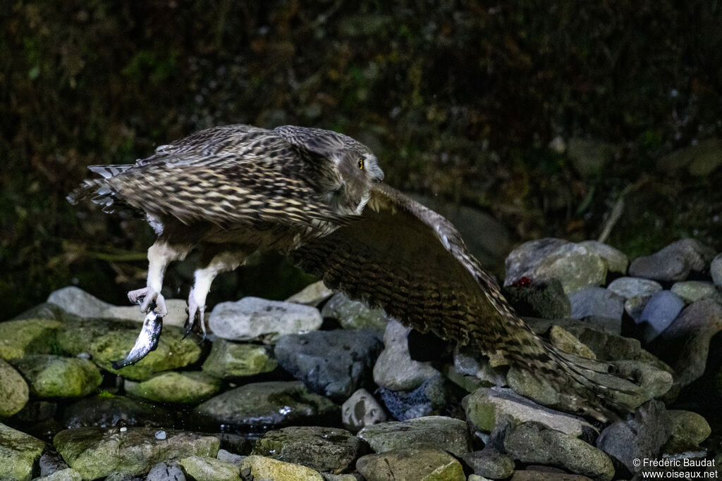 Blakiston's Fish Owl, Flight, fishing/hunting