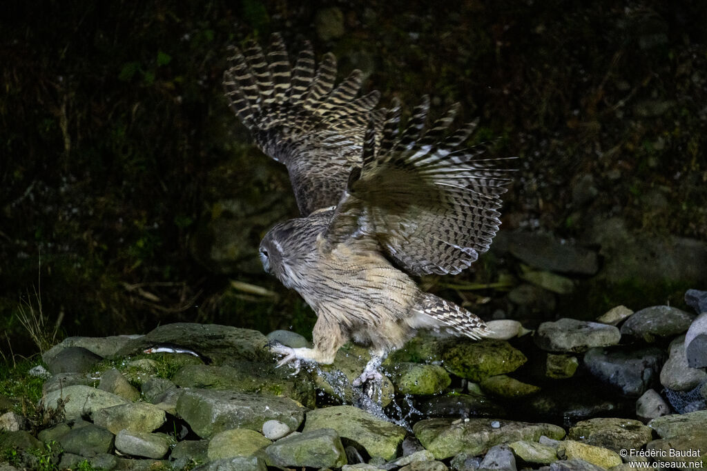 Blakiston's Fish Owl, Flight, fishing/hunting