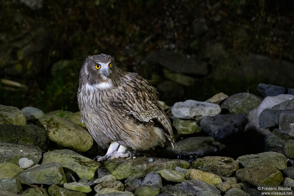 Blakiston's Fish Owl