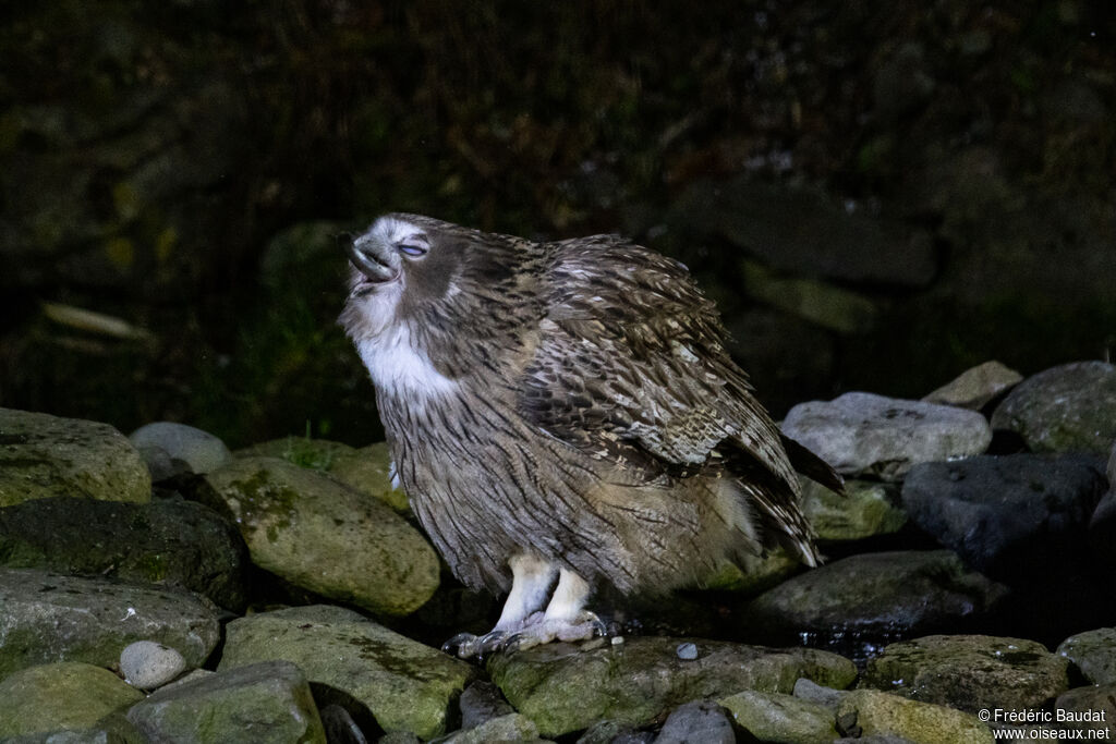 Blakiston's Fish Owl, eats