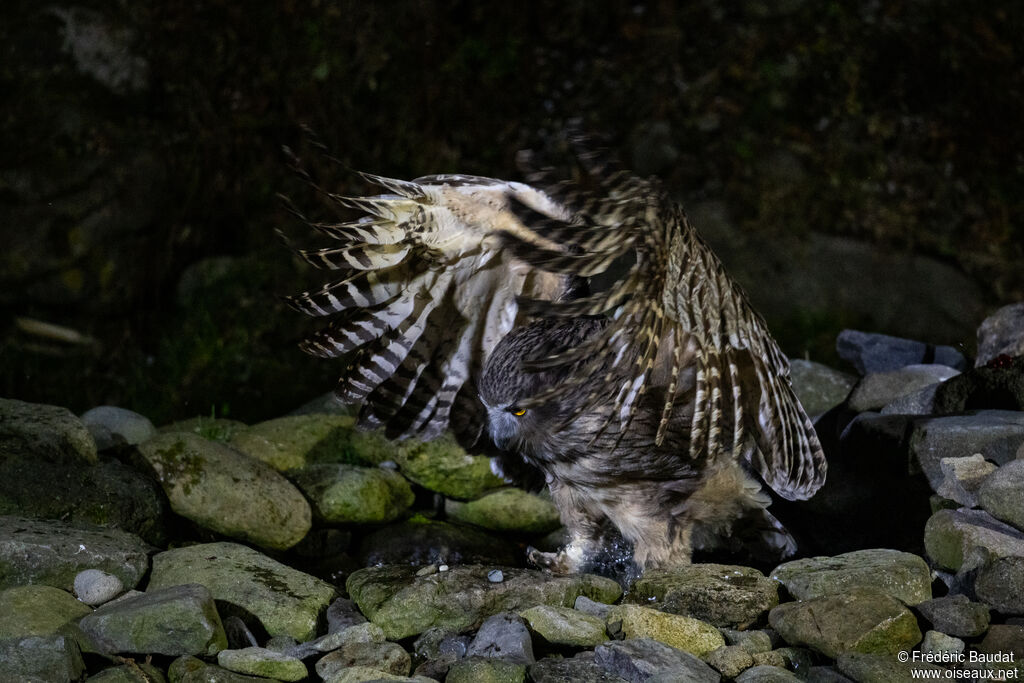 Blakiston's Fish Owl, fishing/hunting