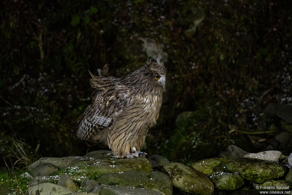 Blakiston's Fish Owl, fishing/hunting