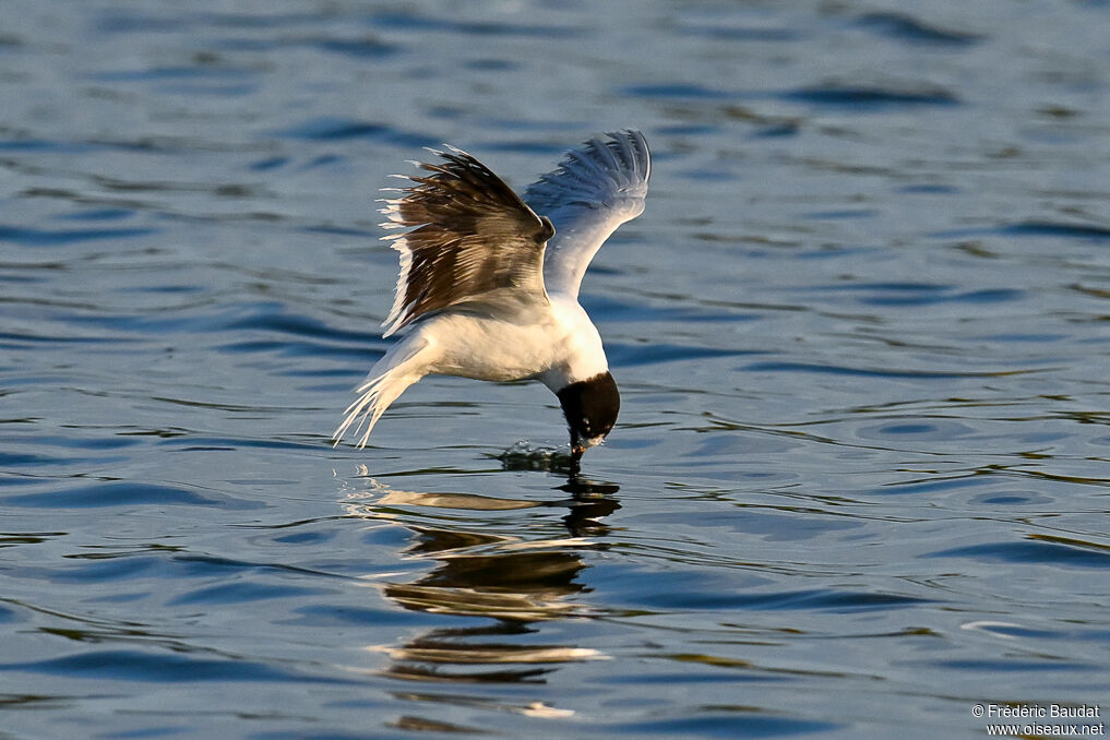 Little GullThird  year transition, Flight, fishing/hunting