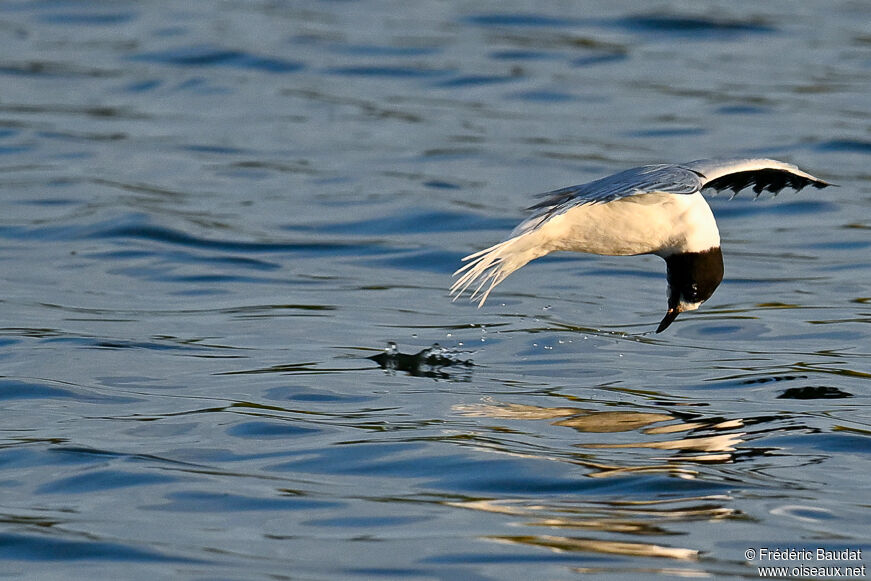 Mouette pygmée3ème année transition, Vol, pêche/chasse
