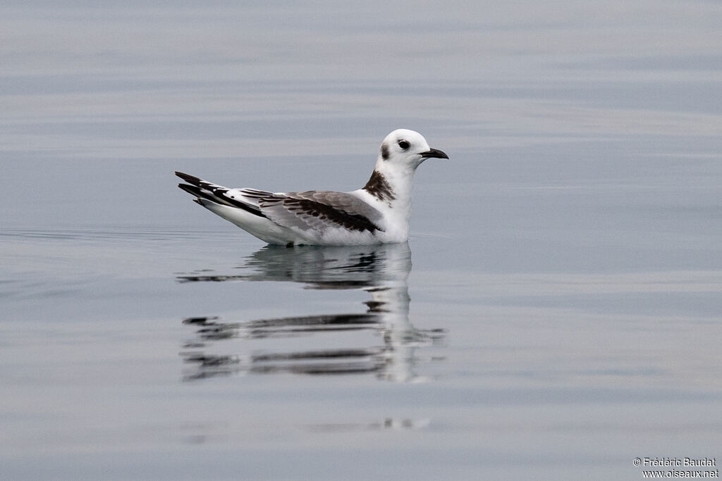 Mouette tridactyle2ème année, nage
