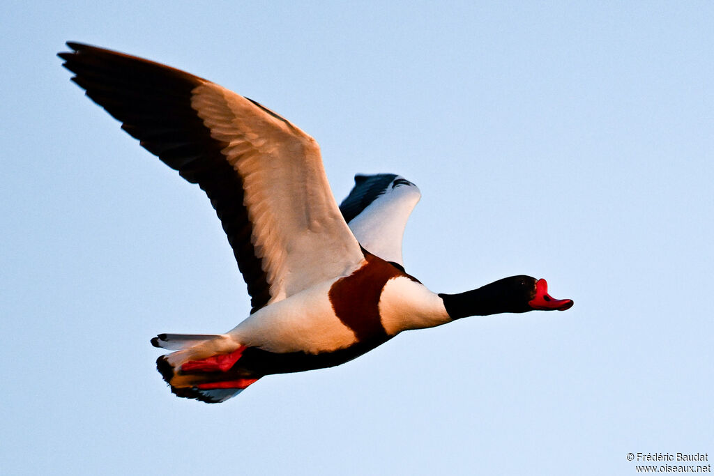 Common Shelduck male adult breeding, Flight