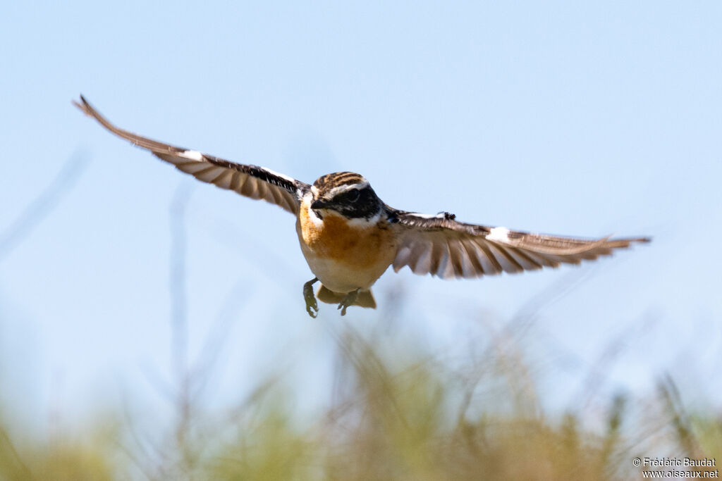 Tarier des prés mâle adulte nuptial, Vol
