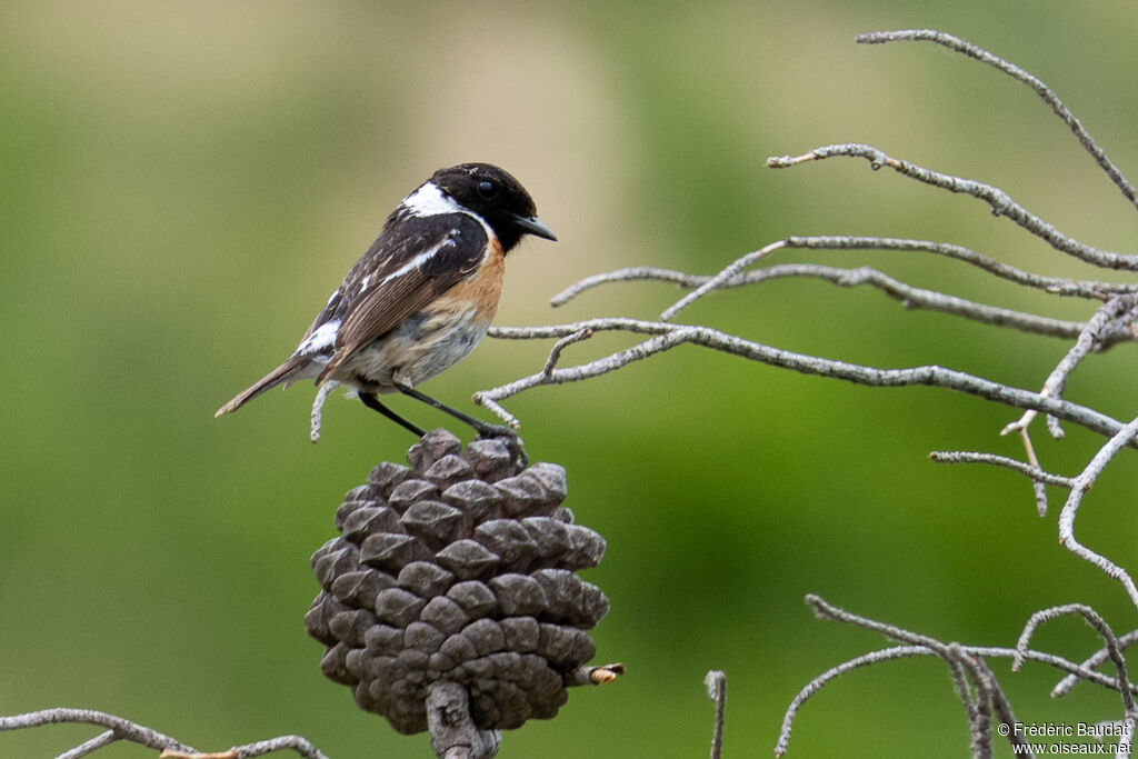 European Stonechat