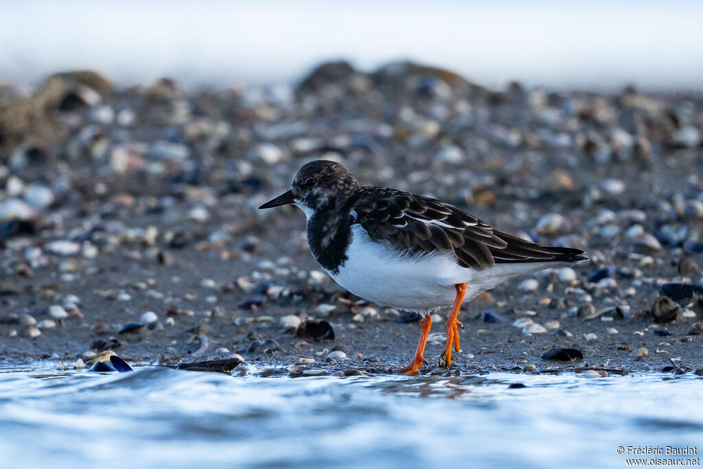 Tournepierre à collier