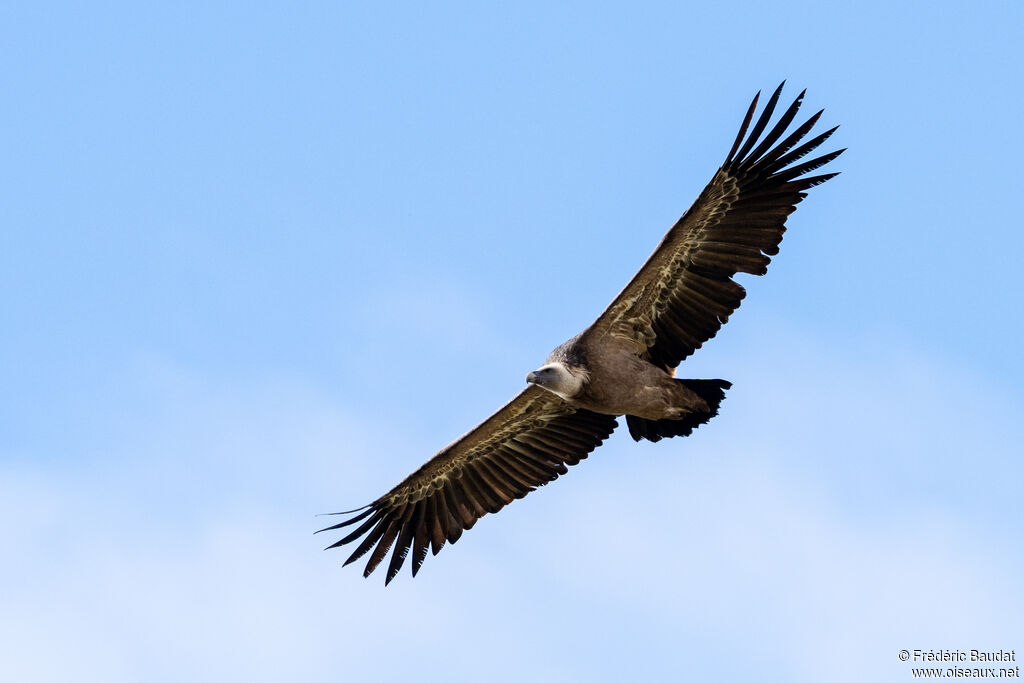 Vautour fauveadulte, Vol