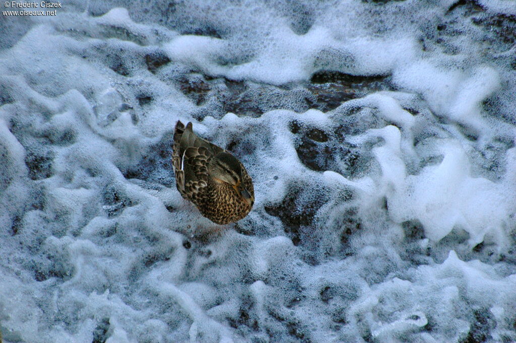 Canard colvert femelle, identification