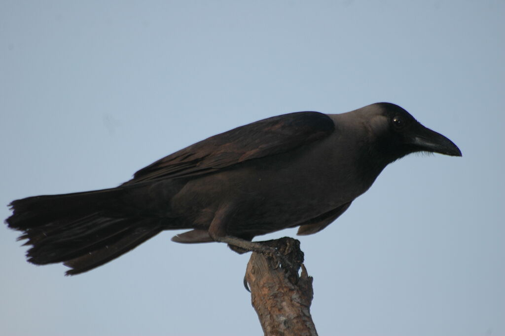Corbeau familier