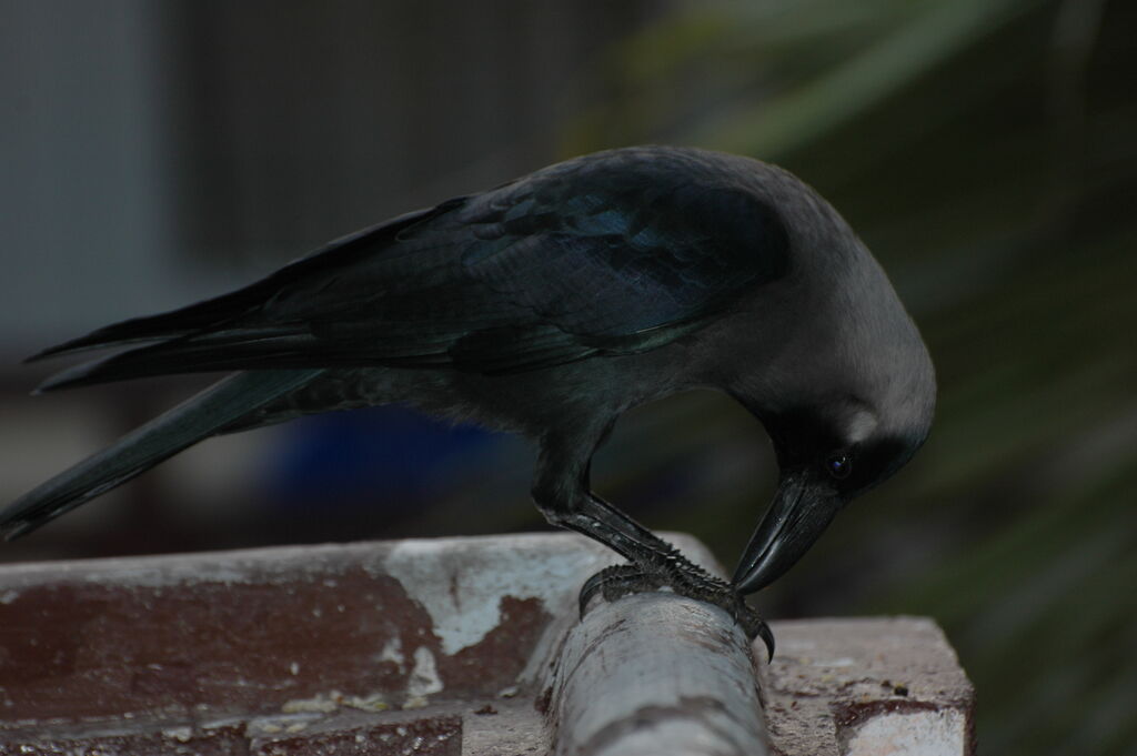 Corbeau familier