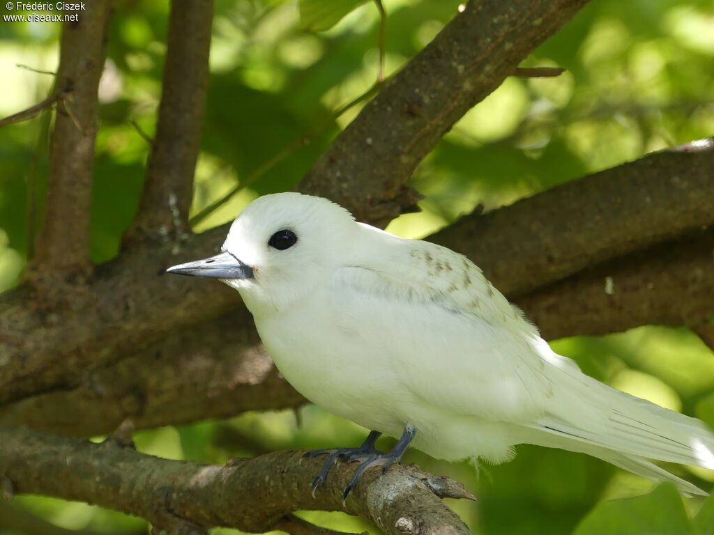 Gygis blancheimmature, identification