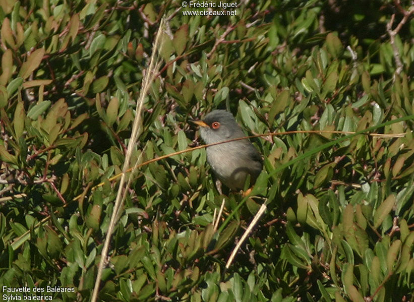 Fauvette des Baléares