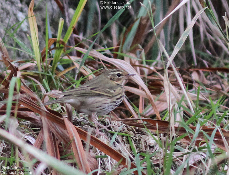 Pipit à dos olive
