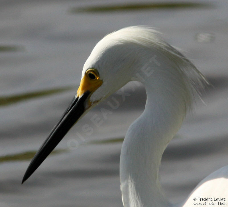 Aigrette neigeuseadulte nuptial, identification