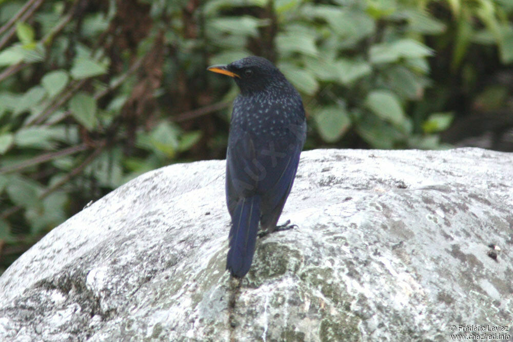 Blue Whistling Thrushadult, identification