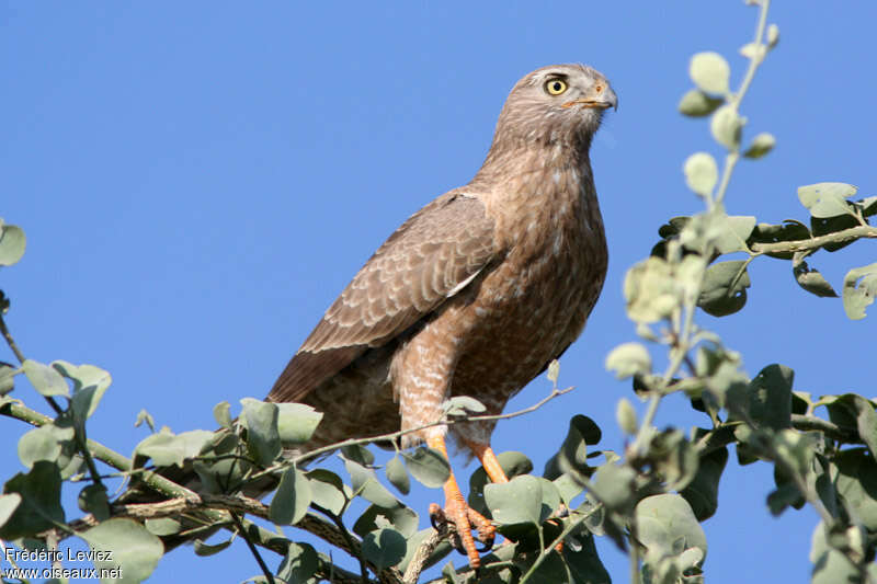 Autour sombrejuvénile, identification