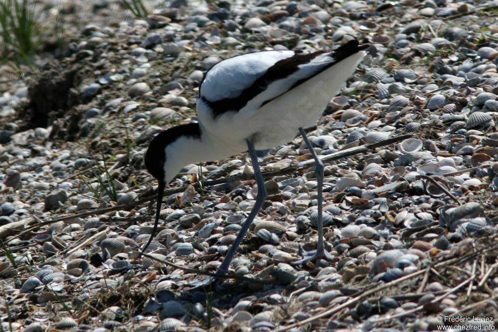 Avocette éléganteadulte nuptial, identification