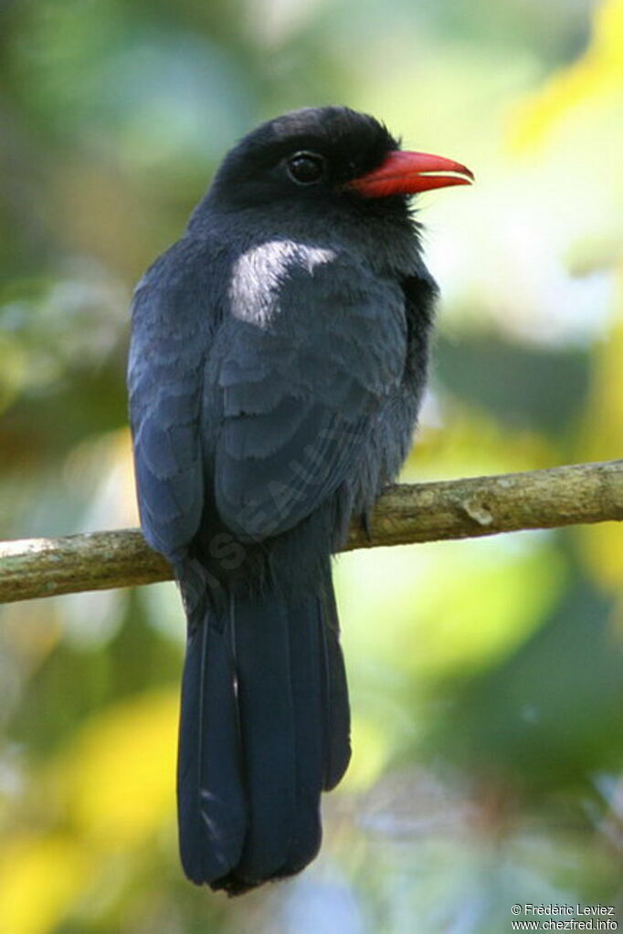 Black-fronted Nunbirdadult