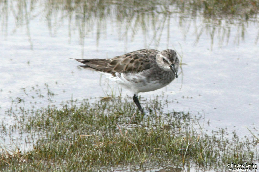 White-rumped Sandpiper