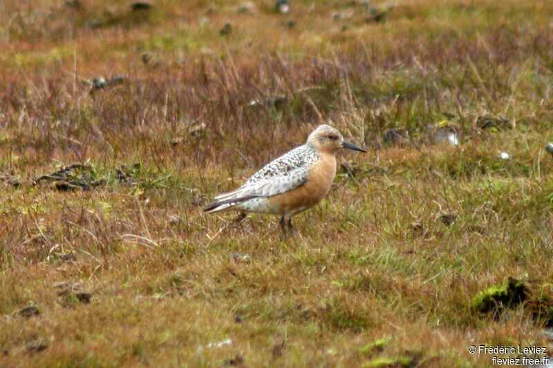 Red Knotadult breeding