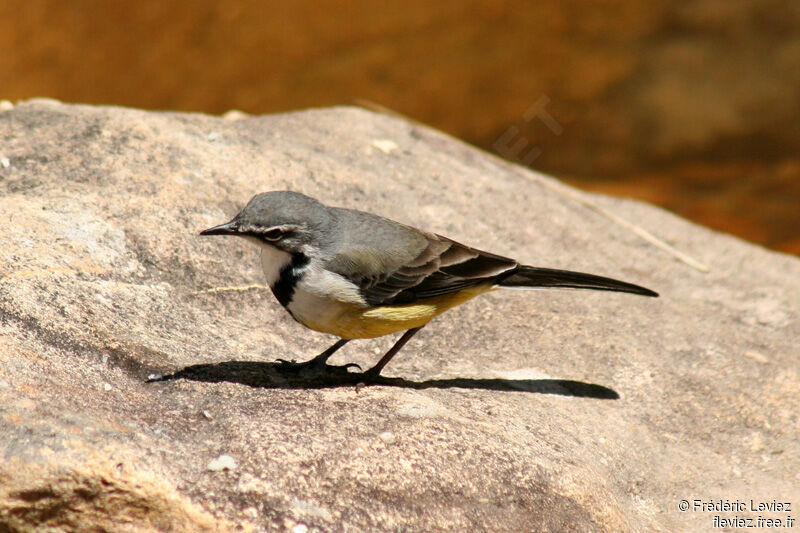 Bergeronnette malgache