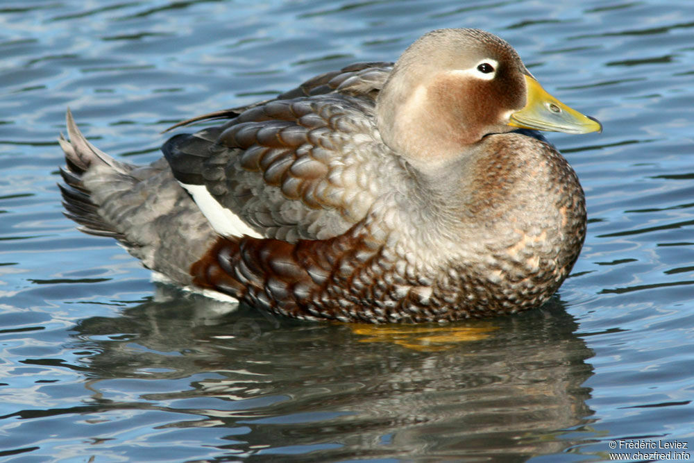Brassemer de Patagonie femelle adulte