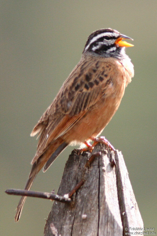 Bruant cannelleadulte