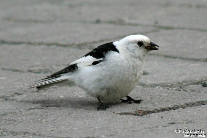 Bruant des neiges mâle adulte nuptial
