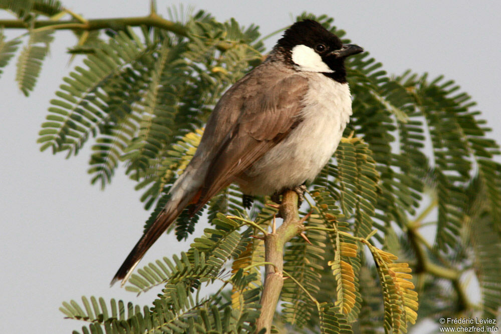 Bulbul à oreillons blancsadulte, identification