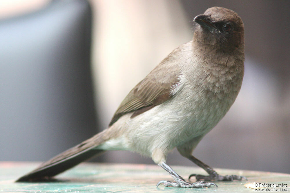 Bulbul des jardinsadulte, identification
