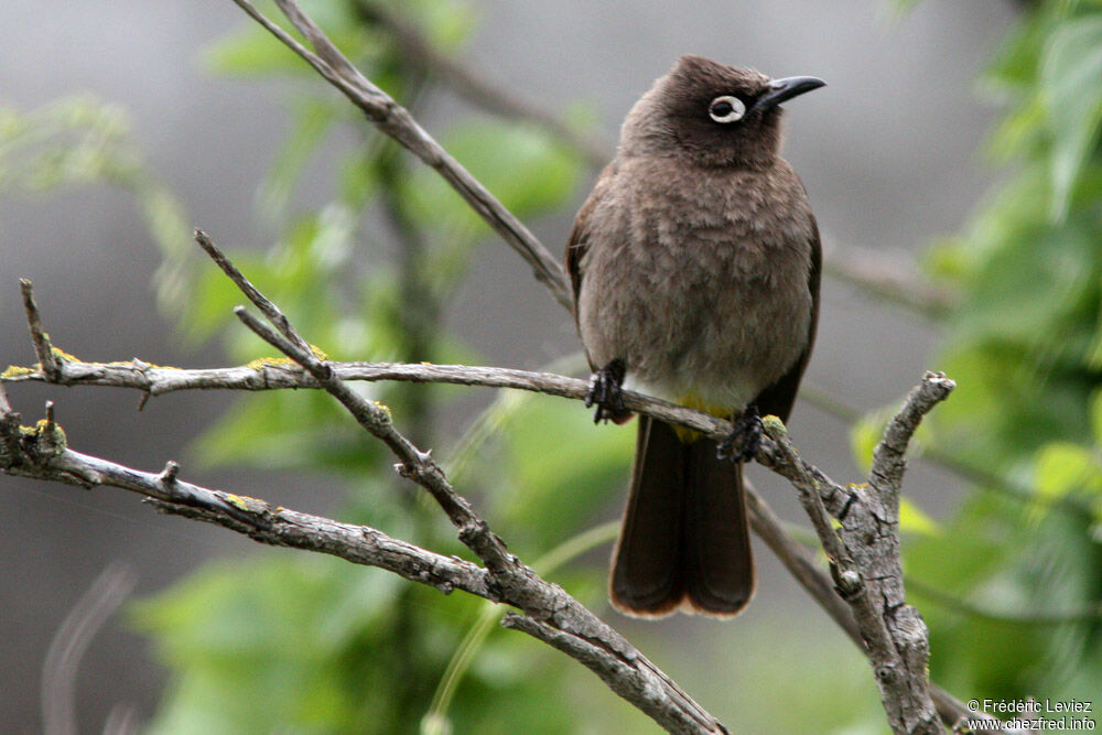 Cape Bulbuladult, identification