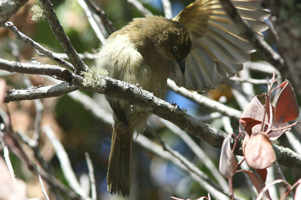 Bulbul importunadulte