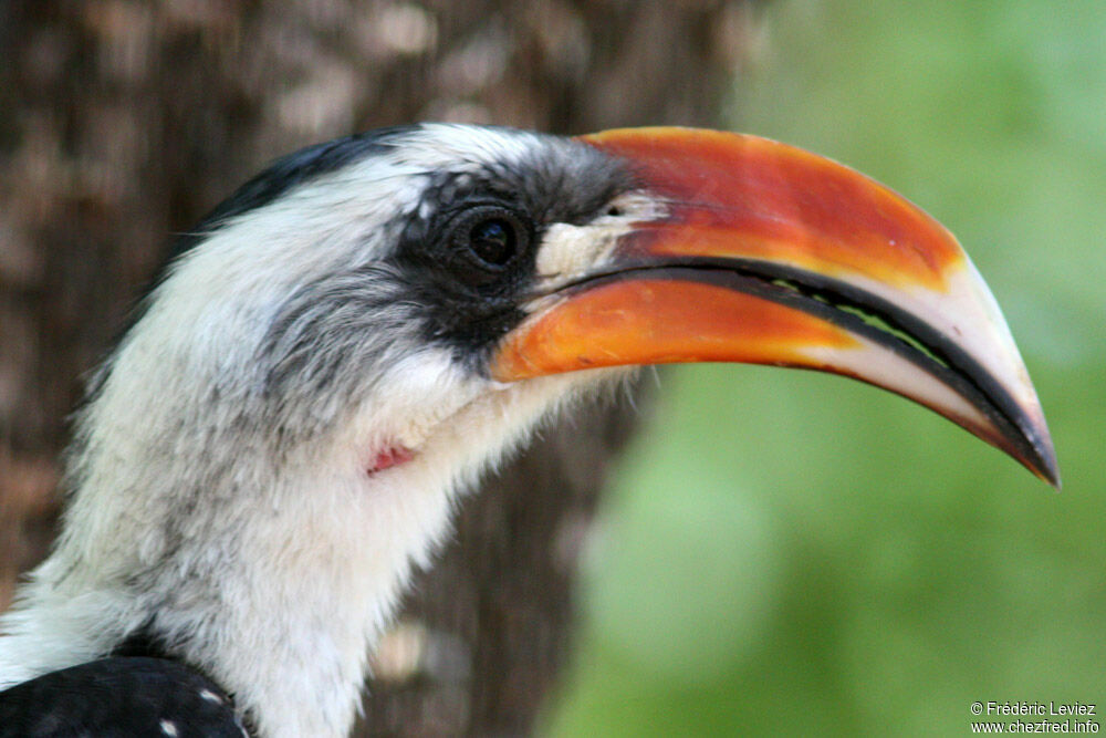 Calao de Jackson mâle adulte, identification