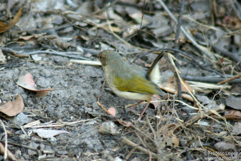 Camaroptère à dos grisadulte
