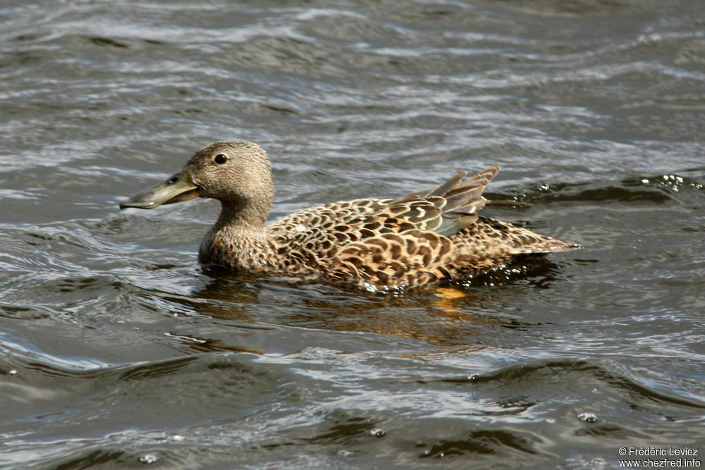 Canard de Smith femelle adulte, identification