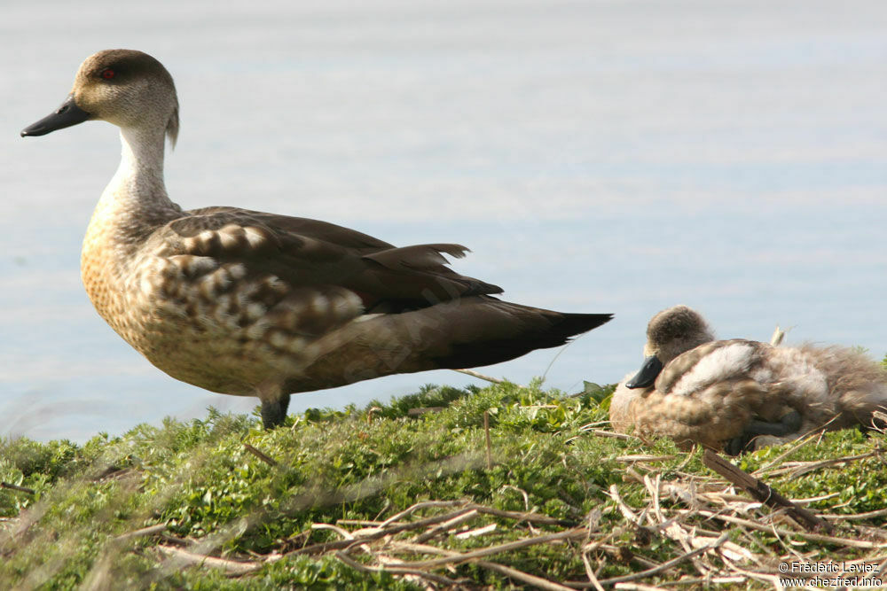 Crested Duck