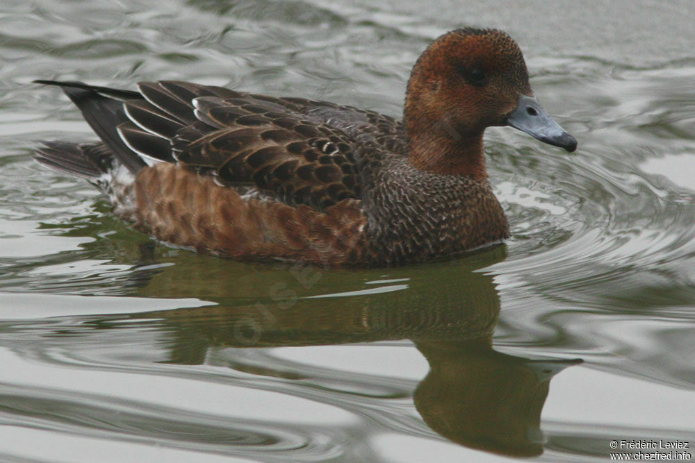 Canard siffleur femelle adulte, identification