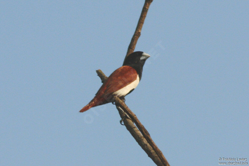 Capucin à dos marronadulte, identification