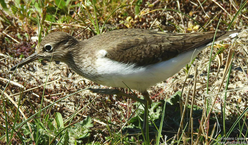 Common Sandpiperadult breeding, identification, walking