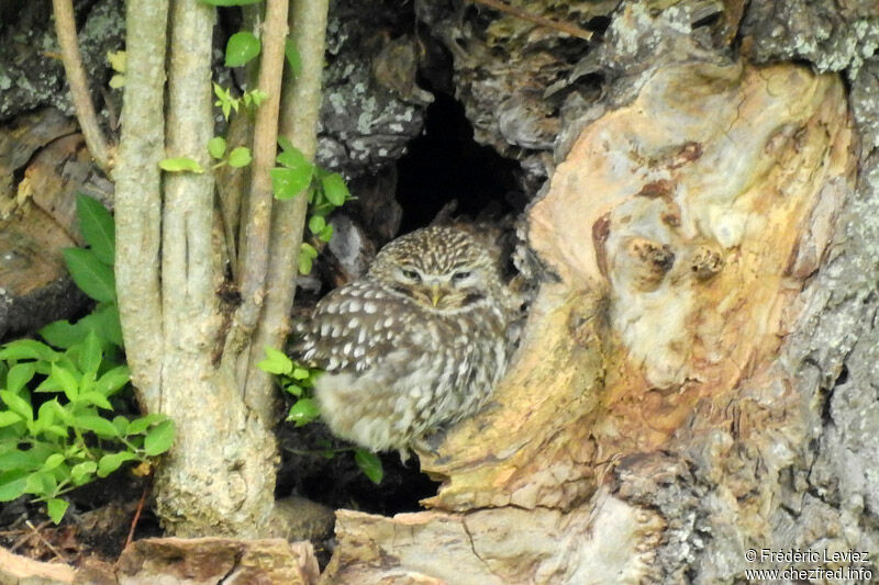 Little Owladult, identification, close-up portrait, habitat